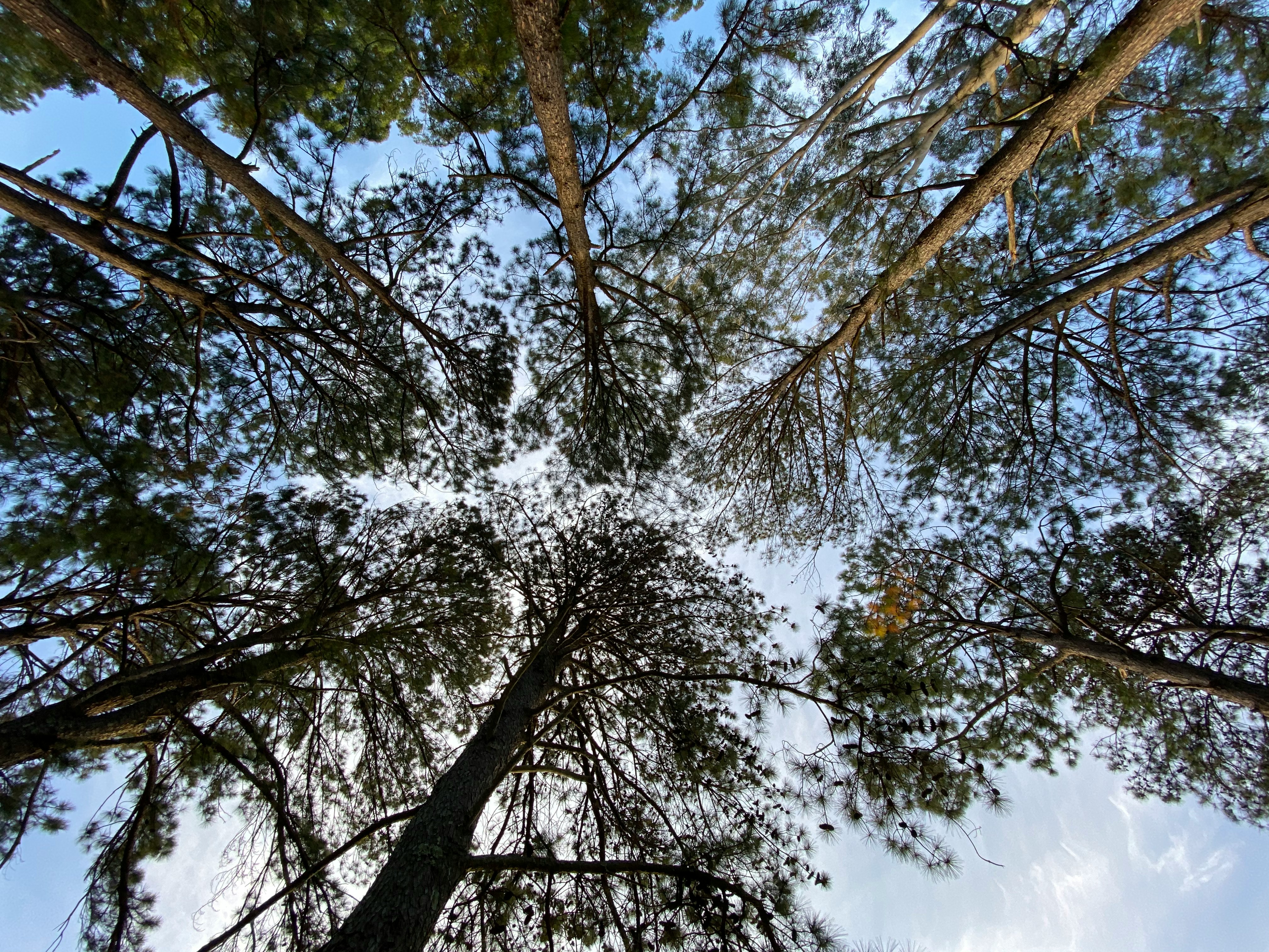 green and brown trees under blue sky during daytime